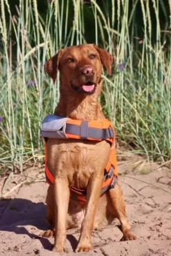 Active Canis koiran kelluntaliivi, XL-XXL