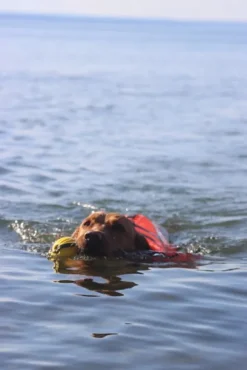 Active Canis koiran kelluntaliivi, XL-XXL