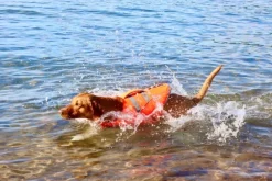 Active Canis koiran kelluntaliivi, XL-XXL