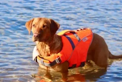 Active Canis koirien kelluntaliivi, M-L