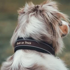 Back on Track Charlie kaulapanta, ruskea 40-50 cm