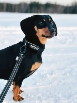 Baggen Koppel Twistlock talutushihna, 2,4m, harmaa