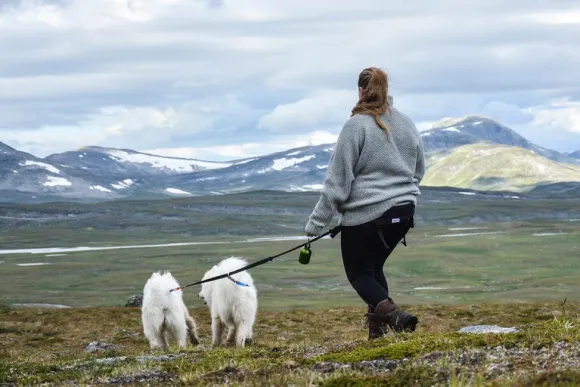 Baggen Softbelt Race harmaa