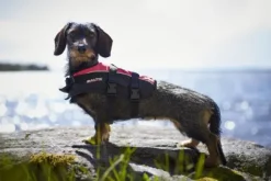 Baltic Mascot koiran pelastusliivit, XS–S, musta/roosa