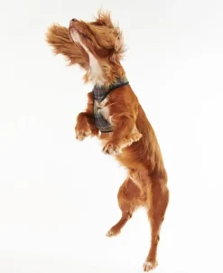 Barbour -koiranvaljaat, Classic Tartan