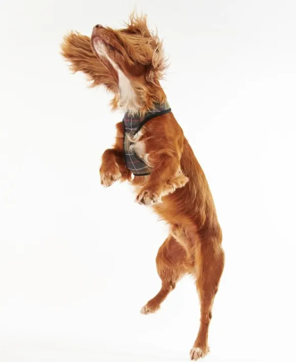 Barbour -koiranvaljaat, Classic Tartan