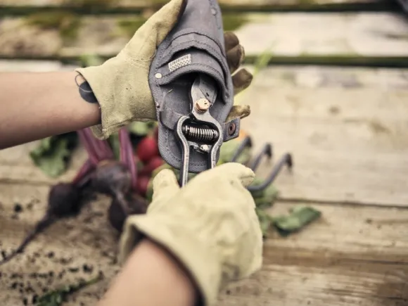 Barebones Pruner oksasakset kotelolla