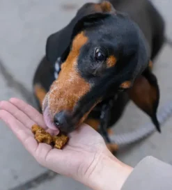 Buddy Training Snacks Beef makupalat, 100g