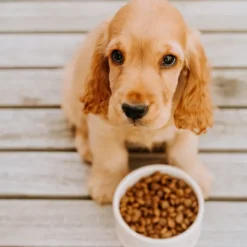 Buddy Puppy Love pentujen kuivaruoka, 2 kg