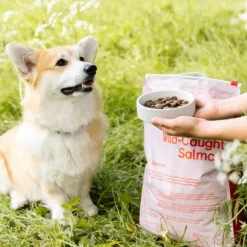 Buddy Wild Caught Salmon kuivaruoka, 12 kg