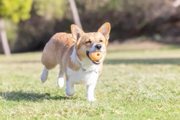 Chuckit! Birthday Ball M