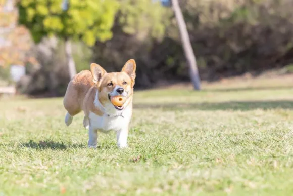 Chuckit! Birthday Ball M