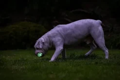 Chuckit! Max Glow Air Fetch Ball M