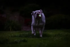 Chuckit! Max Glow Air Fetch Ball M