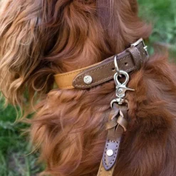 Denjo Dogs Signature kaulapanta, M-L, Brown/Mustard