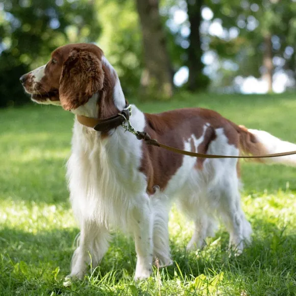 Denjo Dogs Signature kaulapanta, XL-XXL, Brown/Mustard