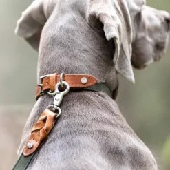 Denjo Dogs Signature talutin, L, Cognac/Khaki