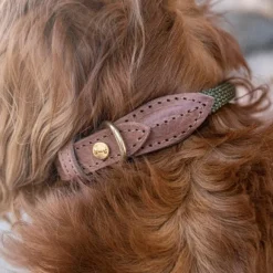 Denjo Dogs Torekov kaulapanta, M - XL, Shimmer Green