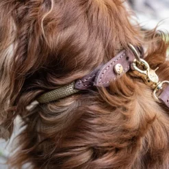 Denjo Dogs Torekov kaulapanta M - XL, Golden Sand