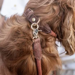 Denjo Dogs Torekov kaulapanta, M - XL, Rusty Bronze