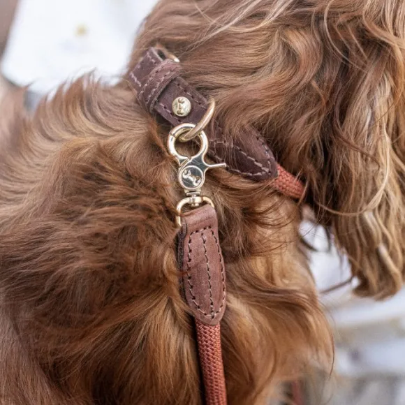 Denjo Dogs Torekov kaulapanta, M - XL, Rusty Bronze