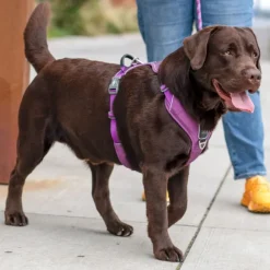 DOG Copenhagen Comfort Walk Pro Harness koiran valjaat, L-XL, Orange Sun