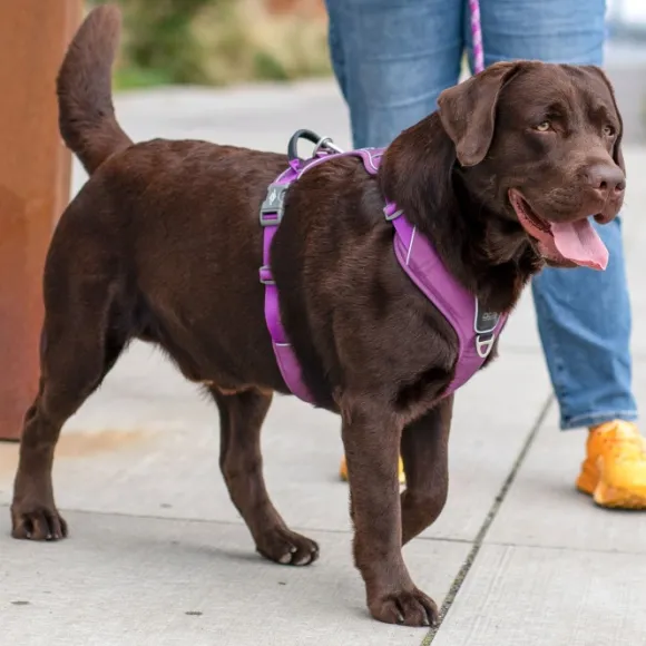 DOG Copenhagen Comfort Walk Pro Harness koiran valjaat, L-XL, Black