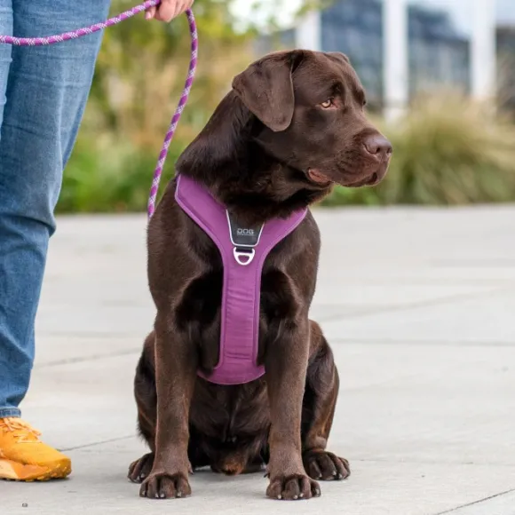 DOG Copenhagen Comfort Walk Pro Harness koiran valjaat, L-XL, Black