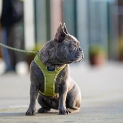 DOG Copenhagen Comfort Walk Go Harness koiran valjaat, S, Hunting Green