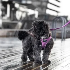 DOG Copenhagen Comfort Walk Go Harness Desert Dune M