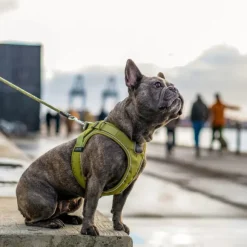 DOG Copenhagen Comfort Walk Go Harness Desert Dune M