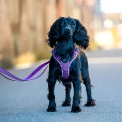 DOG Copenhagen Comfort Walk Go Harness koiran valjaat, M, Mocca