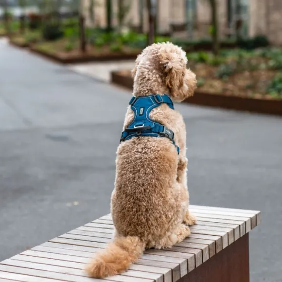 DOG Copenhagen Comfort Walk Pro Harness koiran valjaat, S-M, Black