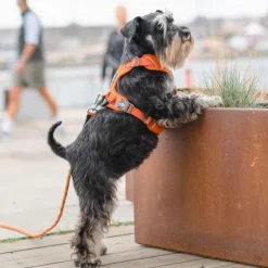 DOG Copenhagen Comfort Walk Pro Harness koiran valjaat, XS, Orange Sun