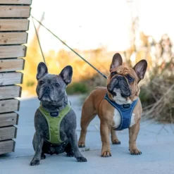 DOG Copenhagen Comfort Walk Go Harness koiran valjaat, XXS-XS, Mocca