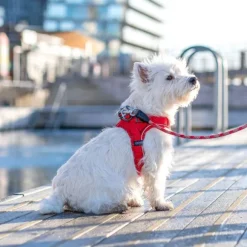 DOG Copenhagen Comfort Walk Go Harness Desert Dune S