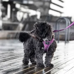 DOG Copenhagen Comfort Walk Go Harness koiran valjaat, M, Orange Sun