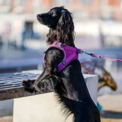 DOG Copenhagen Comfort Walk Go Harness koiran valjaat, M, Purple Passion