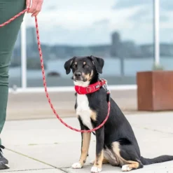 DOG Copenhagen Urban Explorer Collar Desert Dune