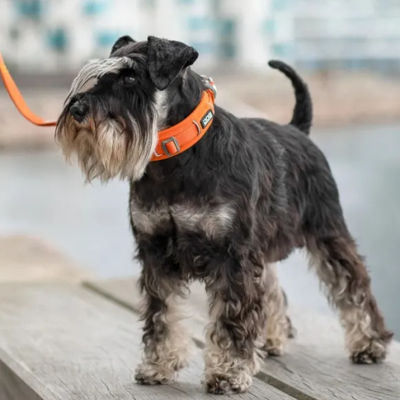 DOG Copenhagen Urban Explorer Collar Desert Dune