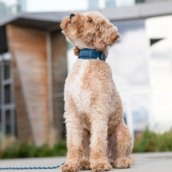 DOG Copenhagen Urban Explorer Collar Desert Dune