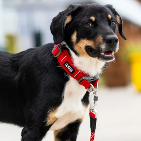 DOG Copenhagen Urban Explorer Collar Desert Dune