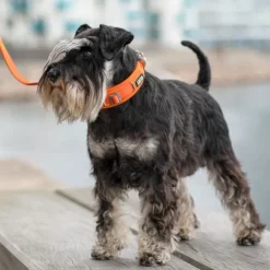 DOG Copenhagen Urban Explorer Collar kaulapanta, Mocca