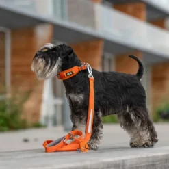DOG Copenhagen Urban Trail Leash talutushihna, Orange Sun