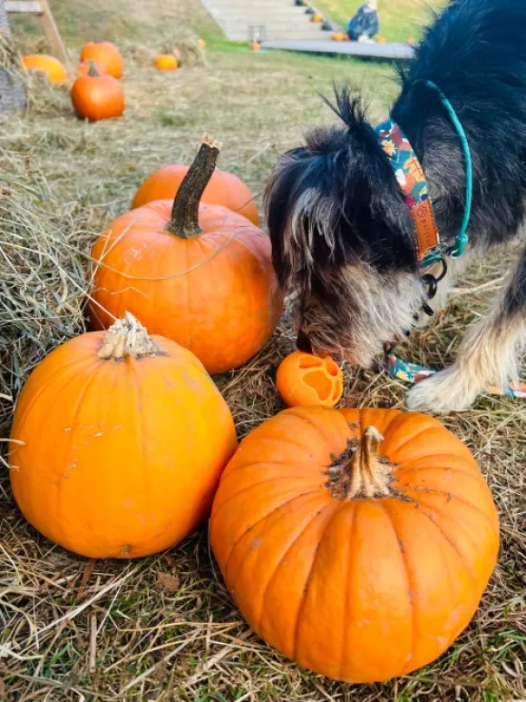 Fiboo kelluva aktivointipallo, oranssi