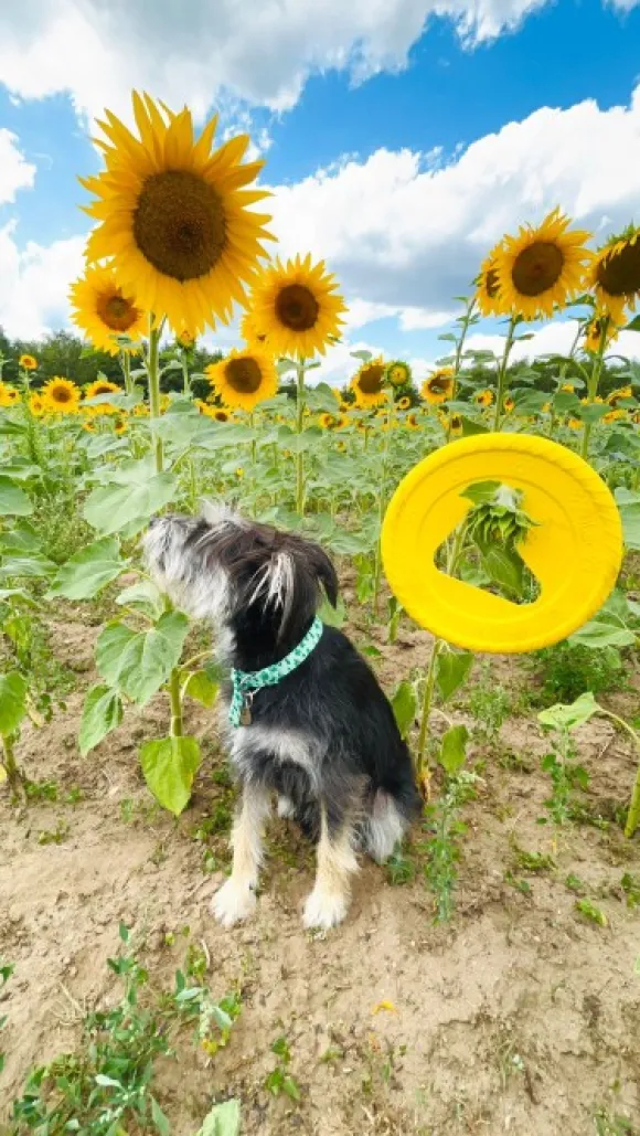 Fiboo kelluva frisbee, 25 cm, keltainen