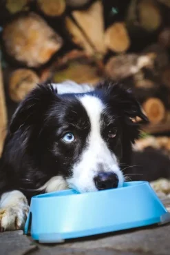 Fiboo koirankuppi, 400ml, vaaleansininen