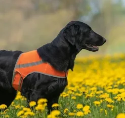 FinNero ATTE huomioliivi, XL, oranssi