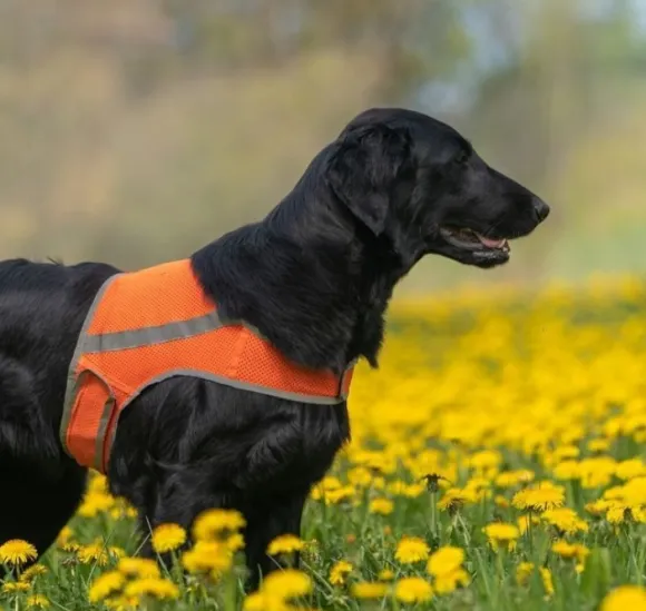 FinNero ATTE huomioliivi, XXL, oranssi