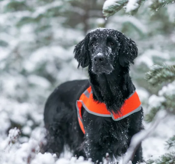 FinNero ATTE huomioliivi, XXL, oranssi